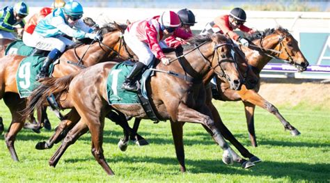 kingston town classic odds|Northerly Stakes 2022 .